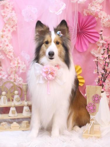 20250326トイくん